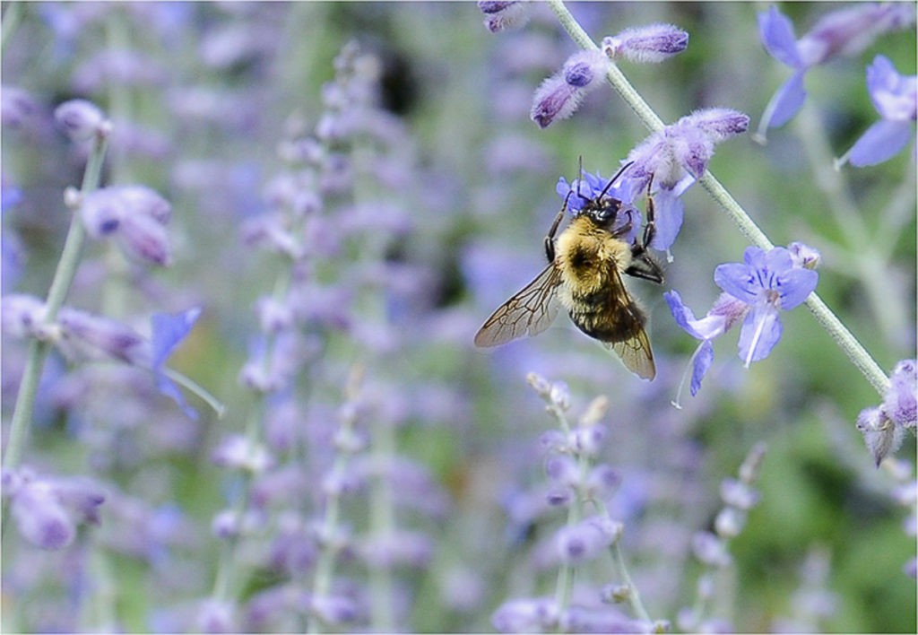 C24 grabelson b1 bee on flowers 75