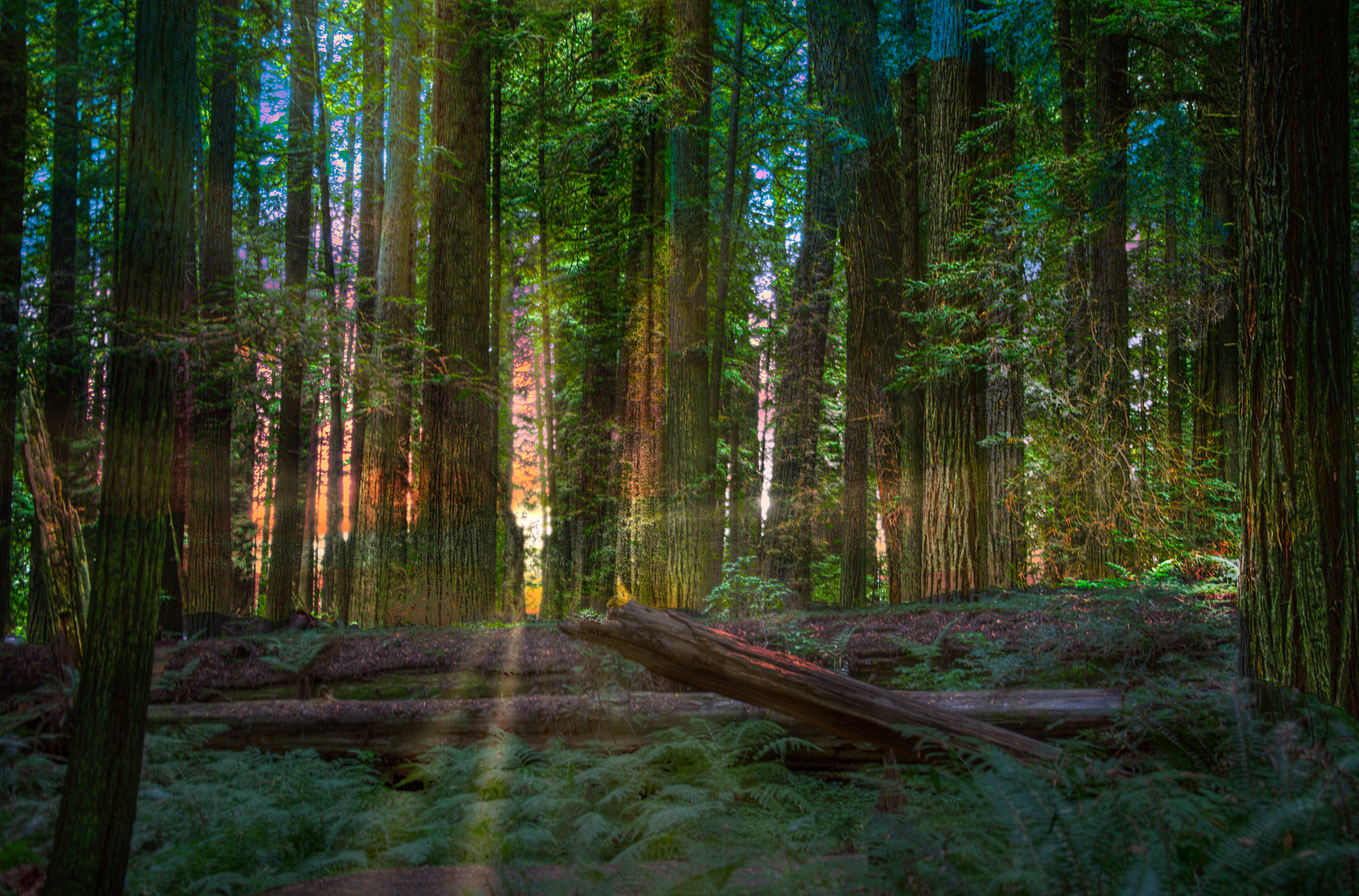Northen California Redwoods